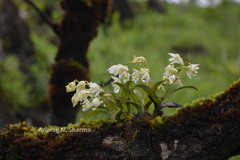 Dendrobium nanum